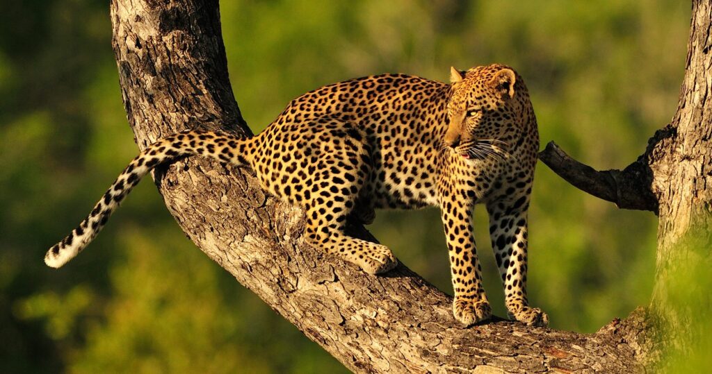 Leopard Serengeti-1900x1000-1