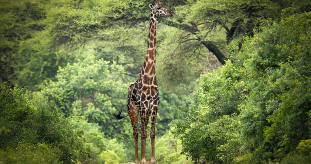 Tanzania Safari with Wild Rhythm Adventures
