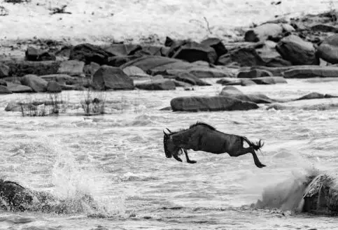 8 days migration safari