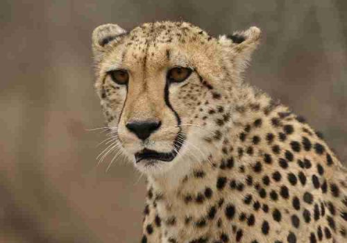 4-days-tanzania-safaris12