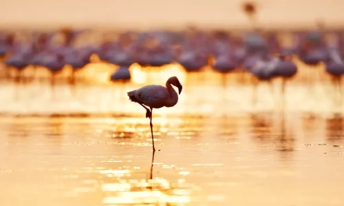 Flamingo