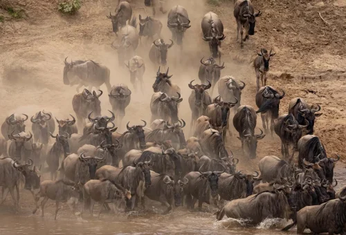 Great-Migration