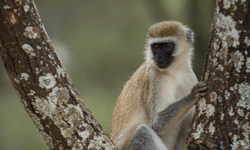 Monkey