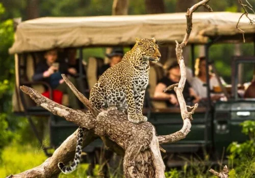 Open car serengeti