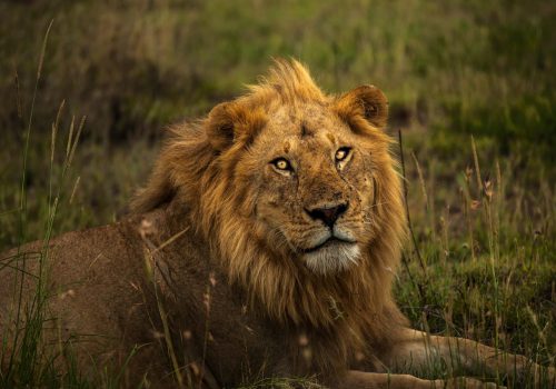 Luxury Safari