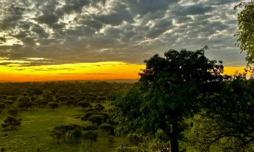 Photographic Safari