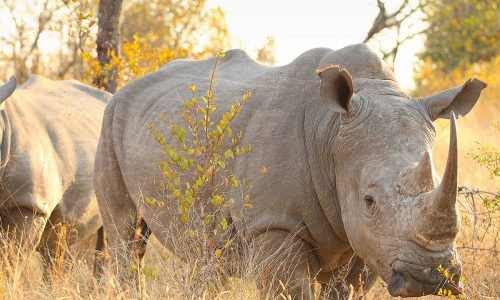 Rhino in Mkomazi