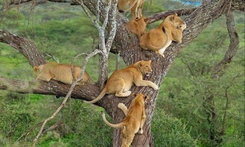 Serengeti-National-Park.jpeg