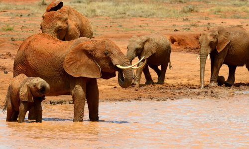 Tembo