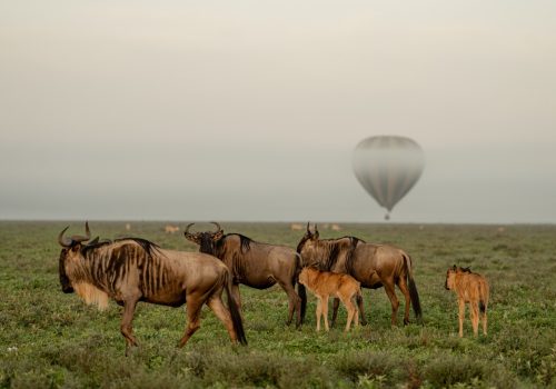Wilderbeest-2