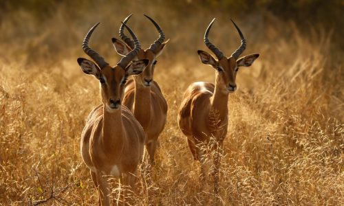Wildlife-Safaris-1.jpeg