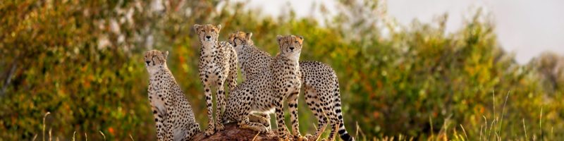 chita-familie